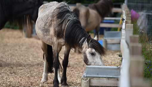 Resuced pony eating drinking