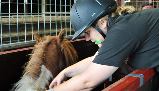 Welfare veterinary surgeon Nicola Berryman microchipping, passporting and health checking ponies on Eastmoor, Bodmin