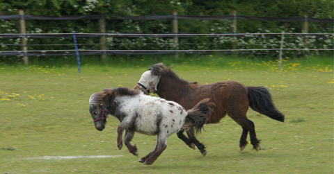 Tucker and his mother playing in their paddock