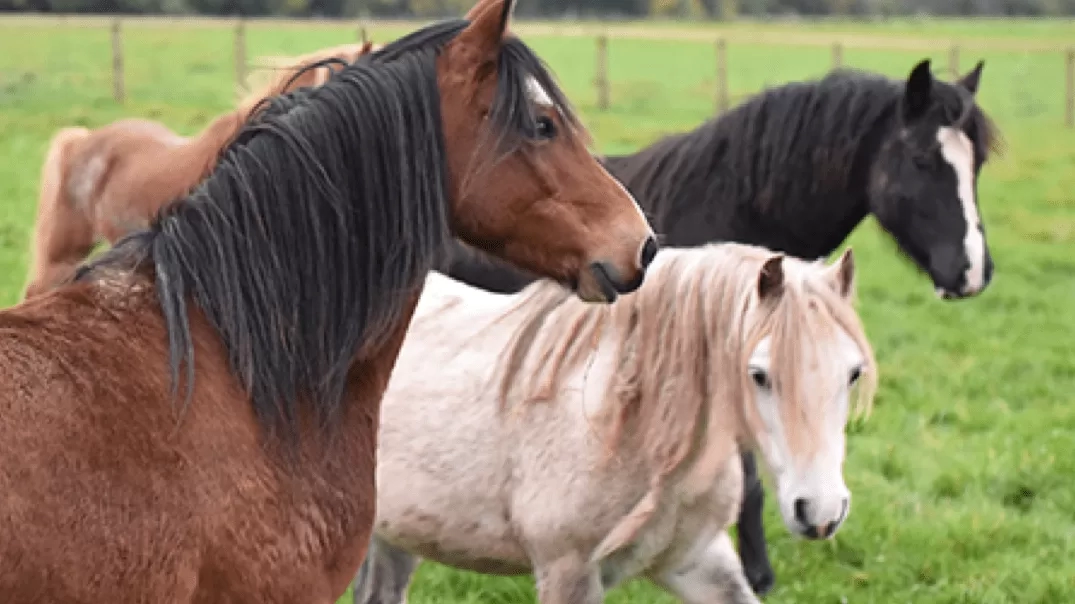 On 1st February 2019, Redwings merged with  the Society for the Welfare of Horses and Ponies (SWHP).