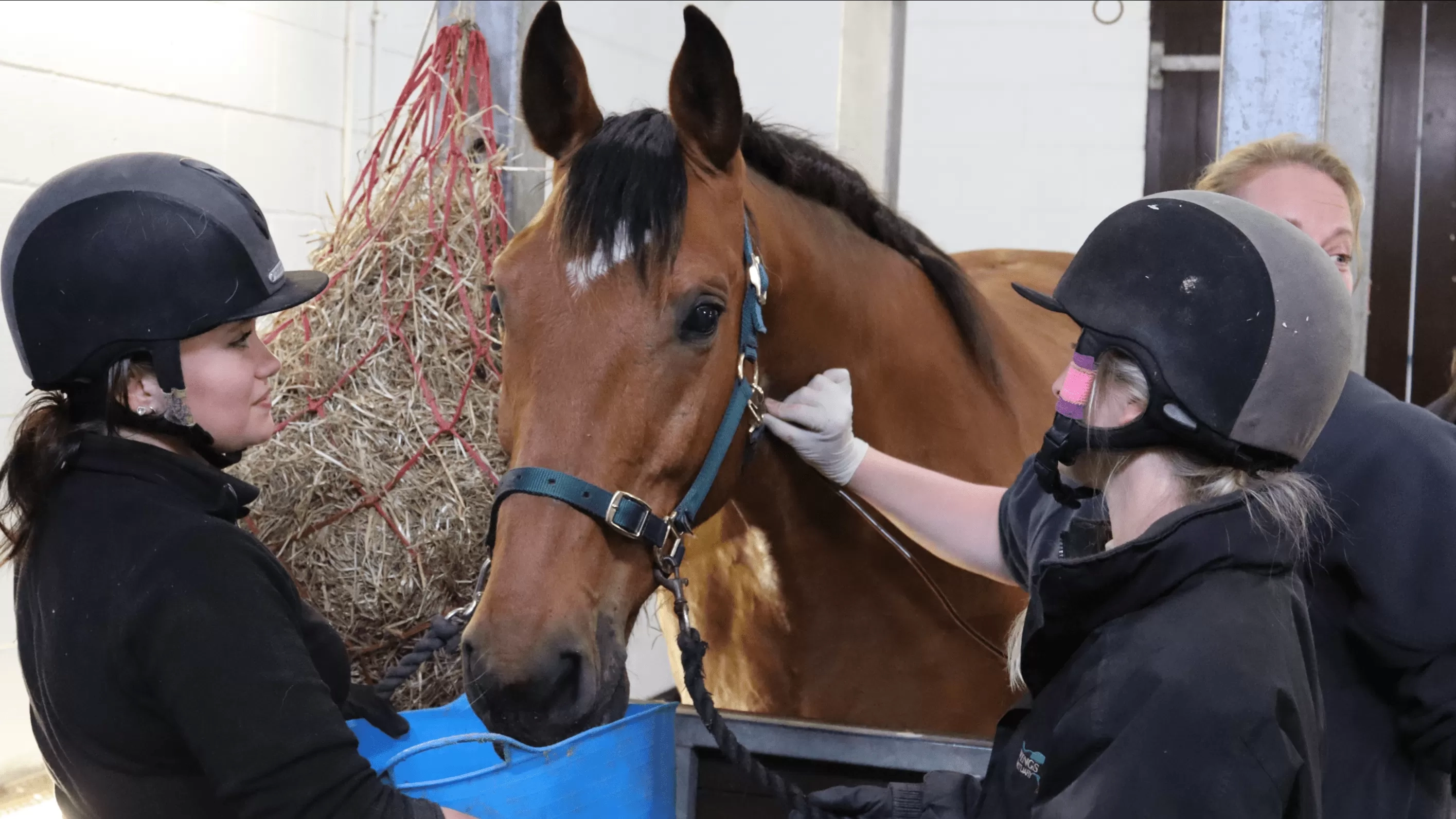 Horse getting checked up