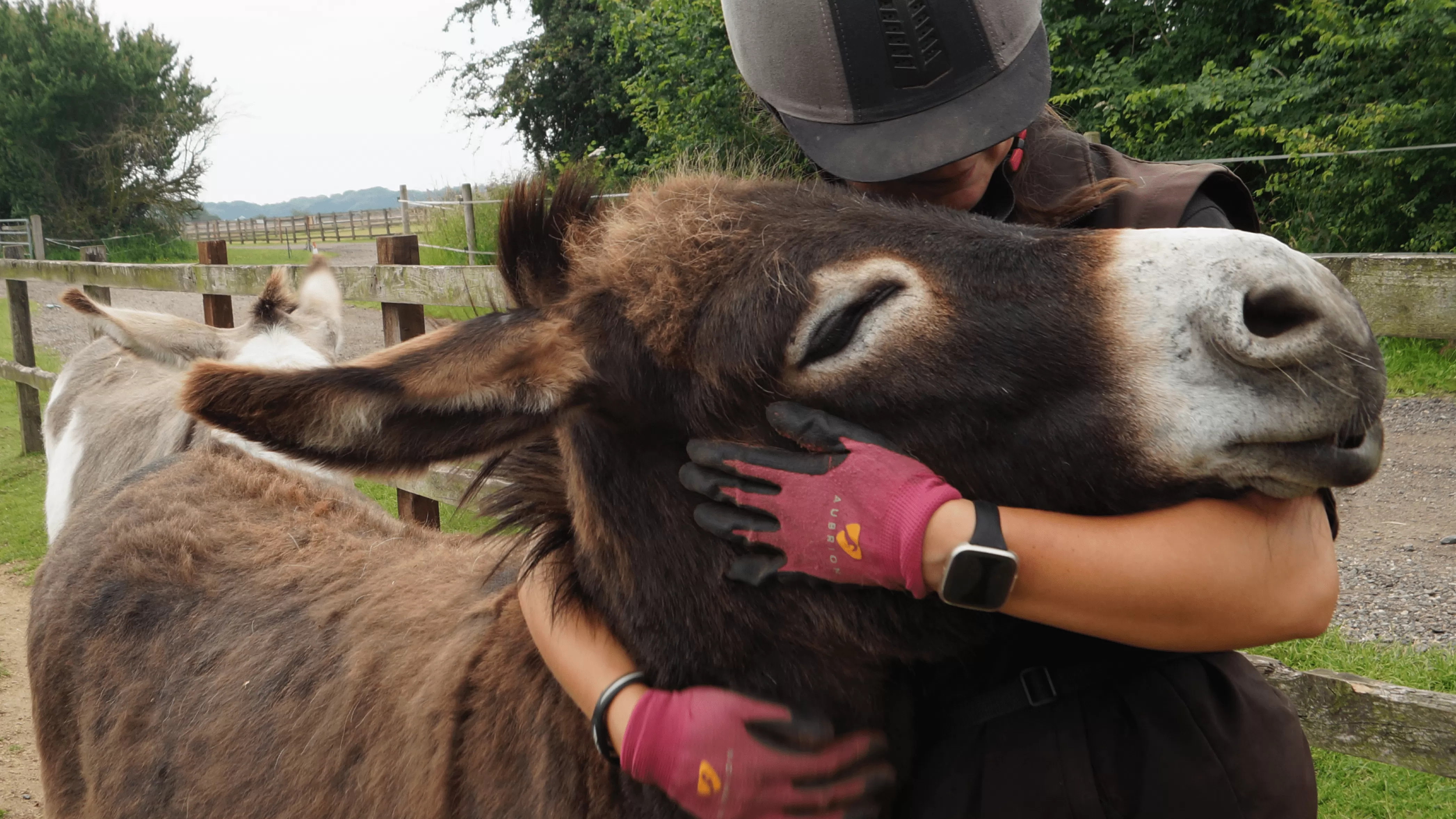 Donkey hug