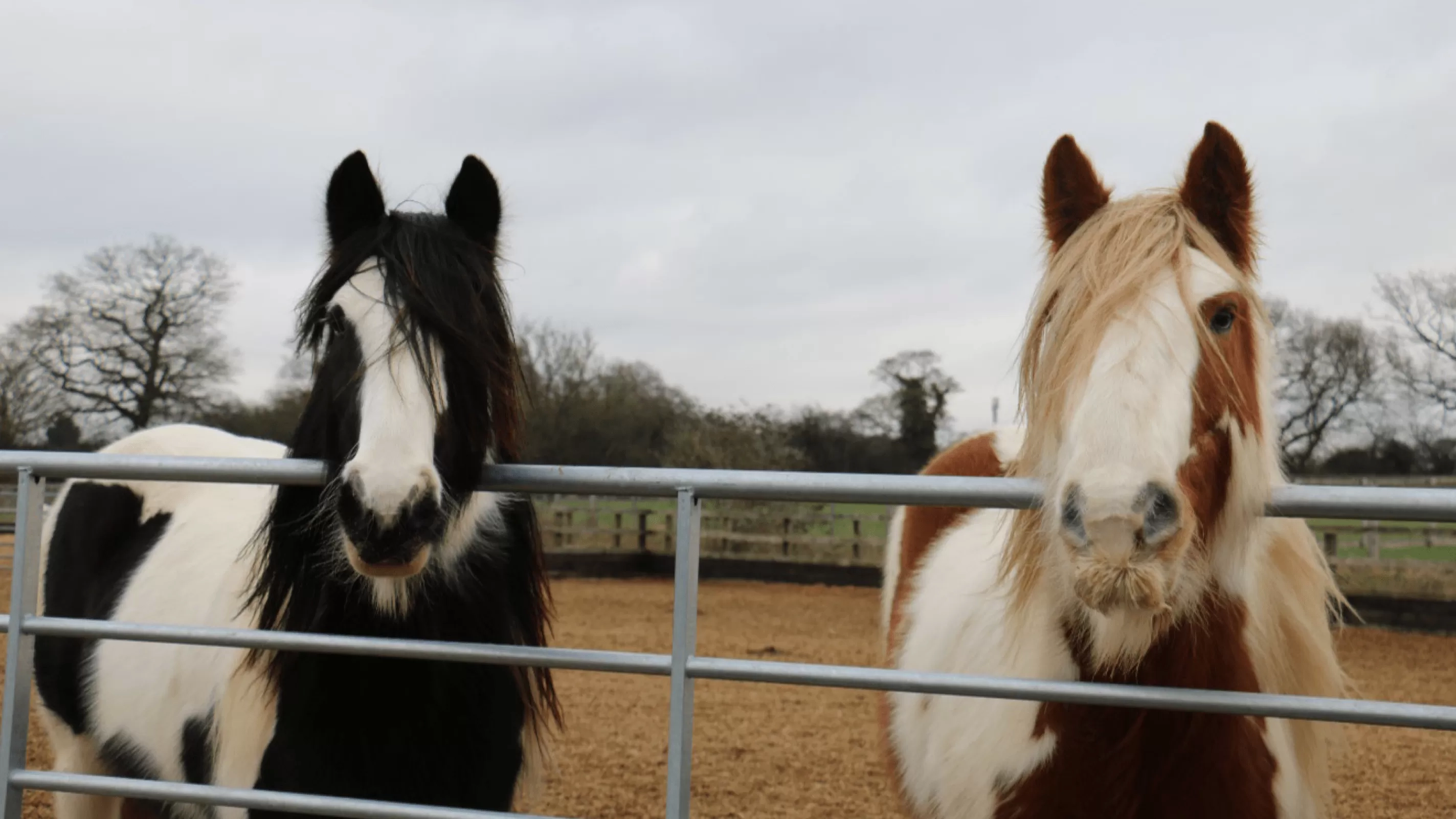 Wiggins and Wacko at Alysham