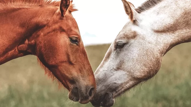 Two horses facing each other