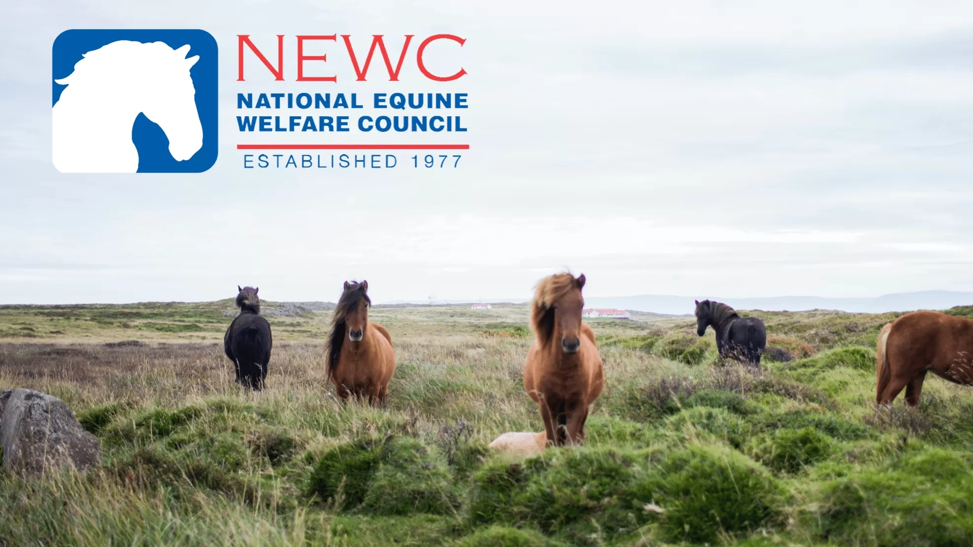 National Equine Welfare Council