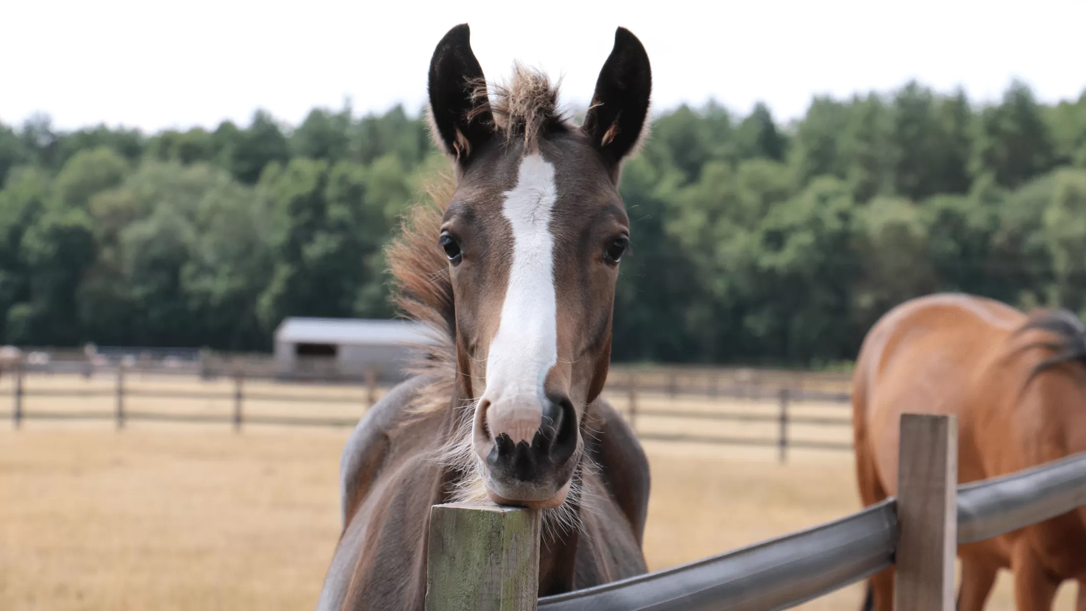 Horse chin resting on fence post