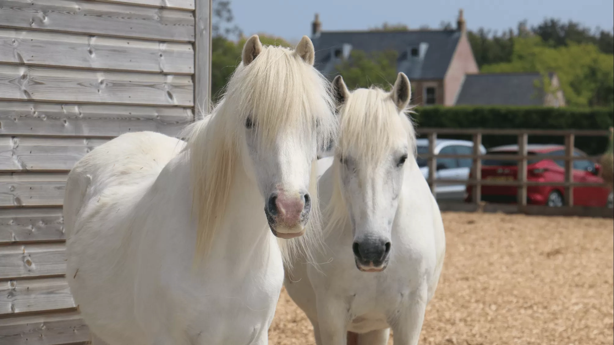 Two white horses