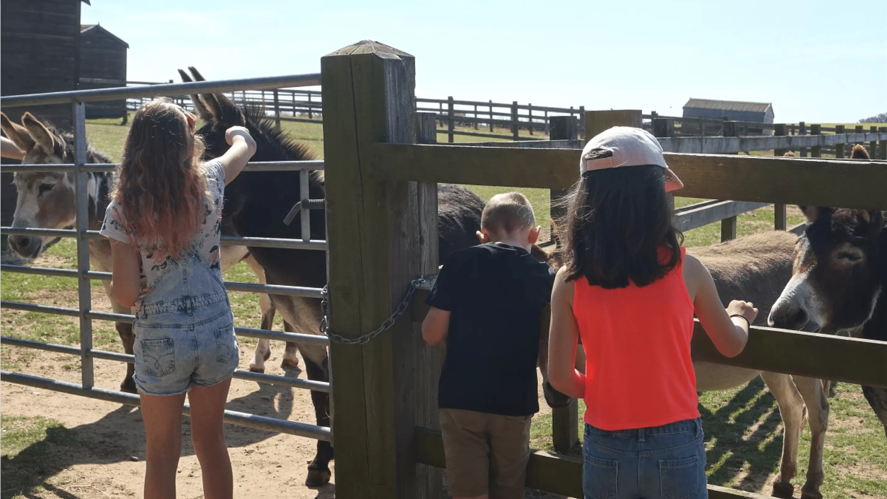 Kids petting donkeys