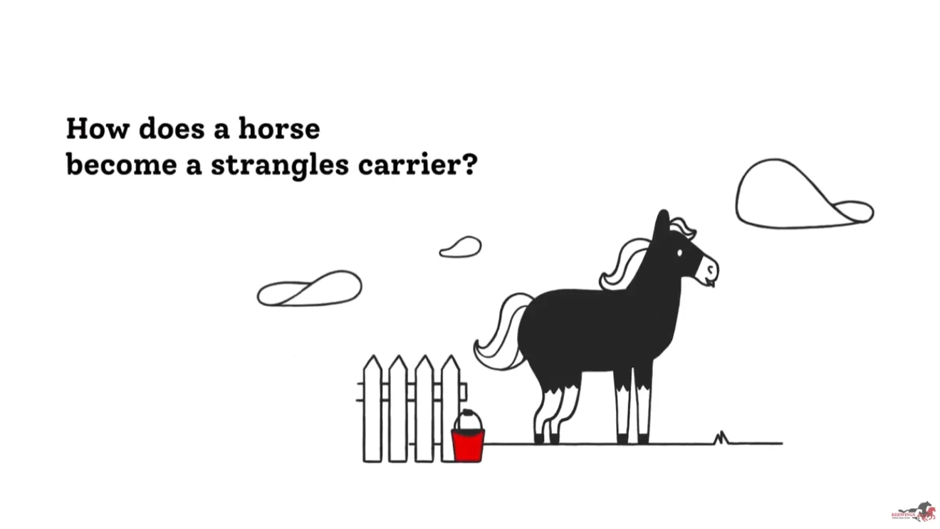 How does a horse become a strangles carrier