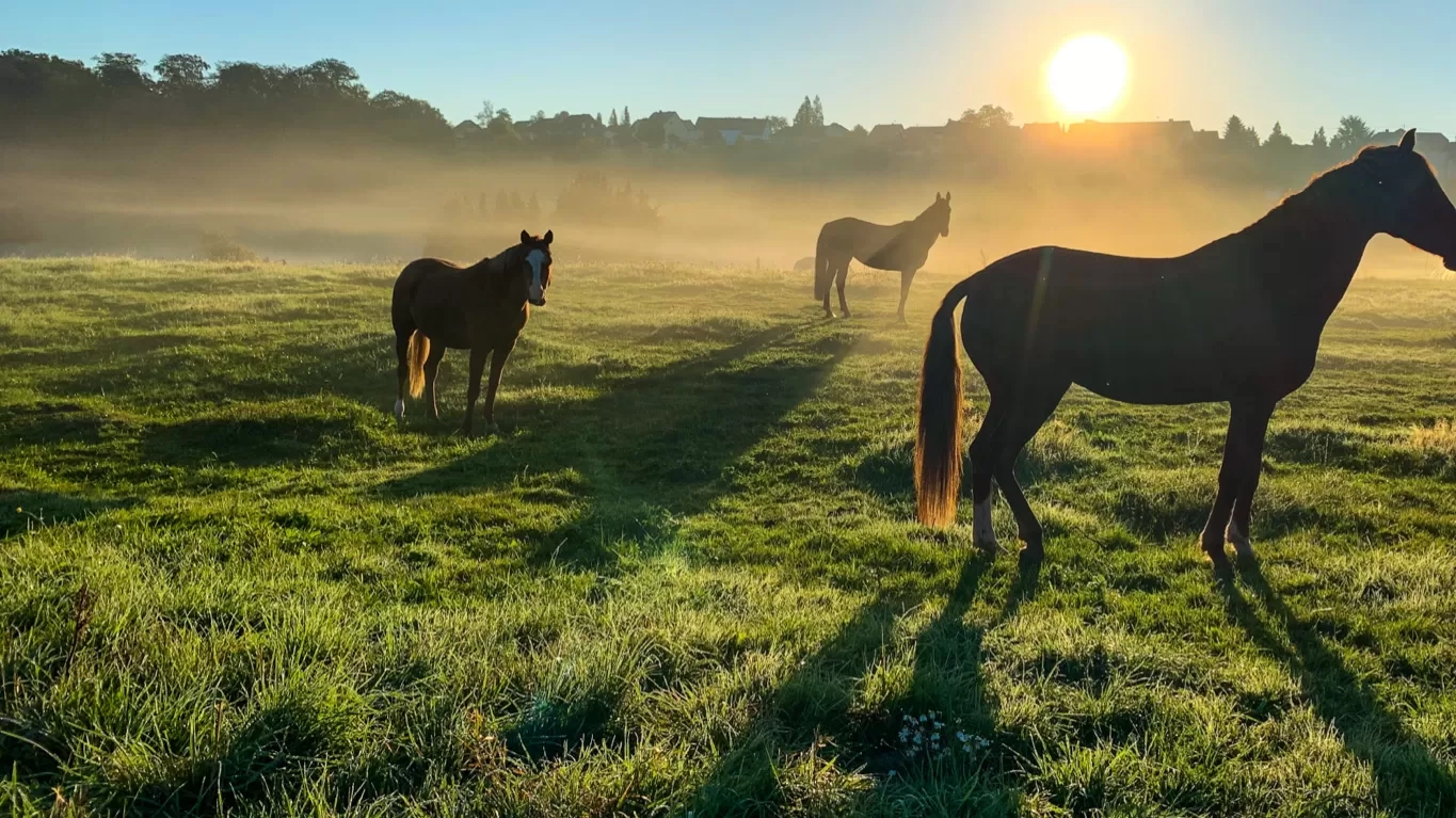Three horses in a foggy field as the sun rises