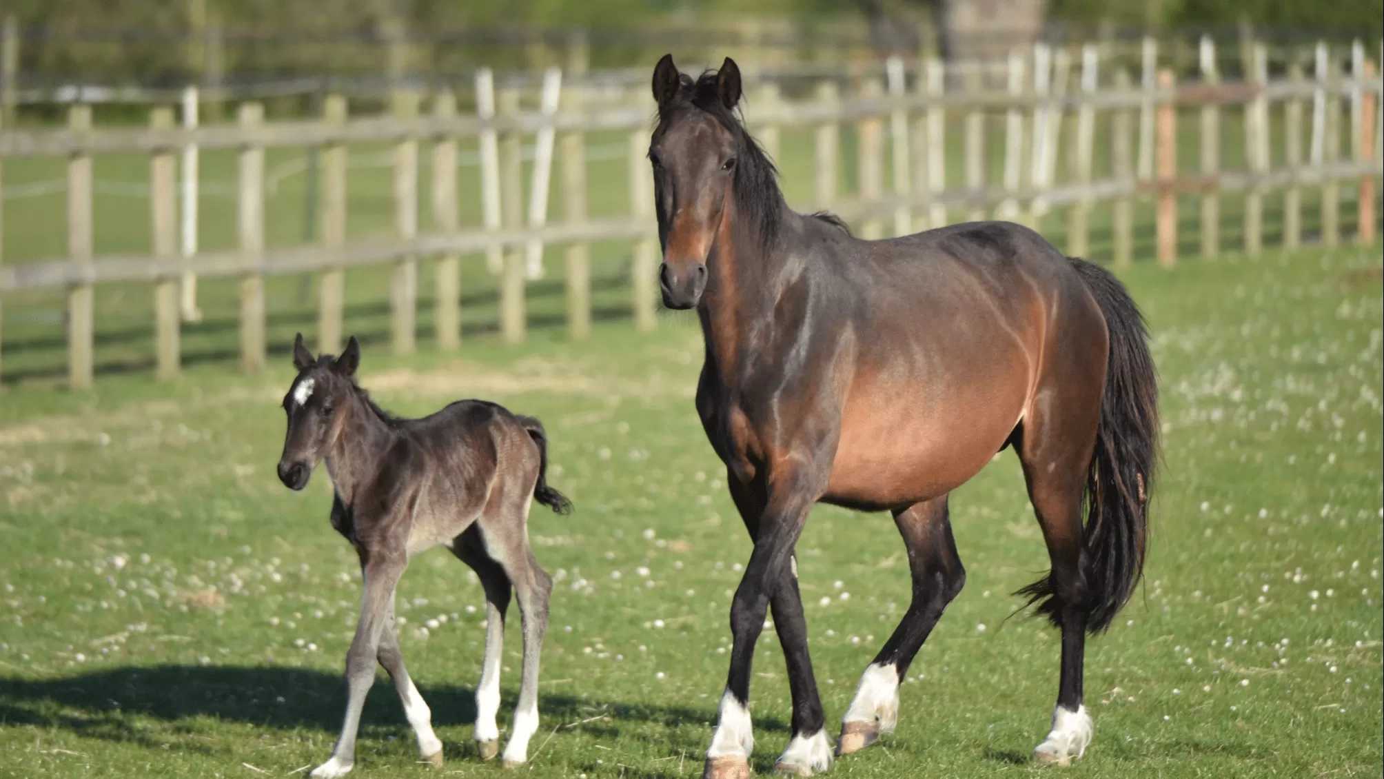 Horse and foal in a field