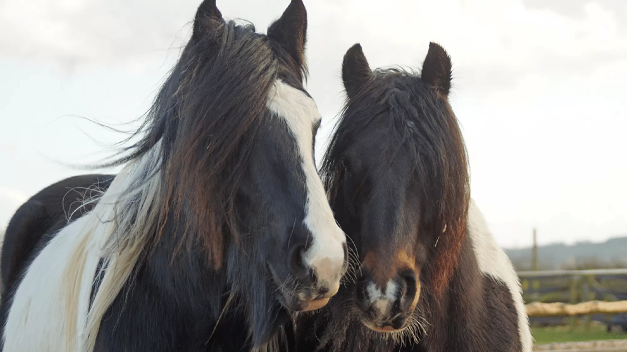 Two horses facing each other