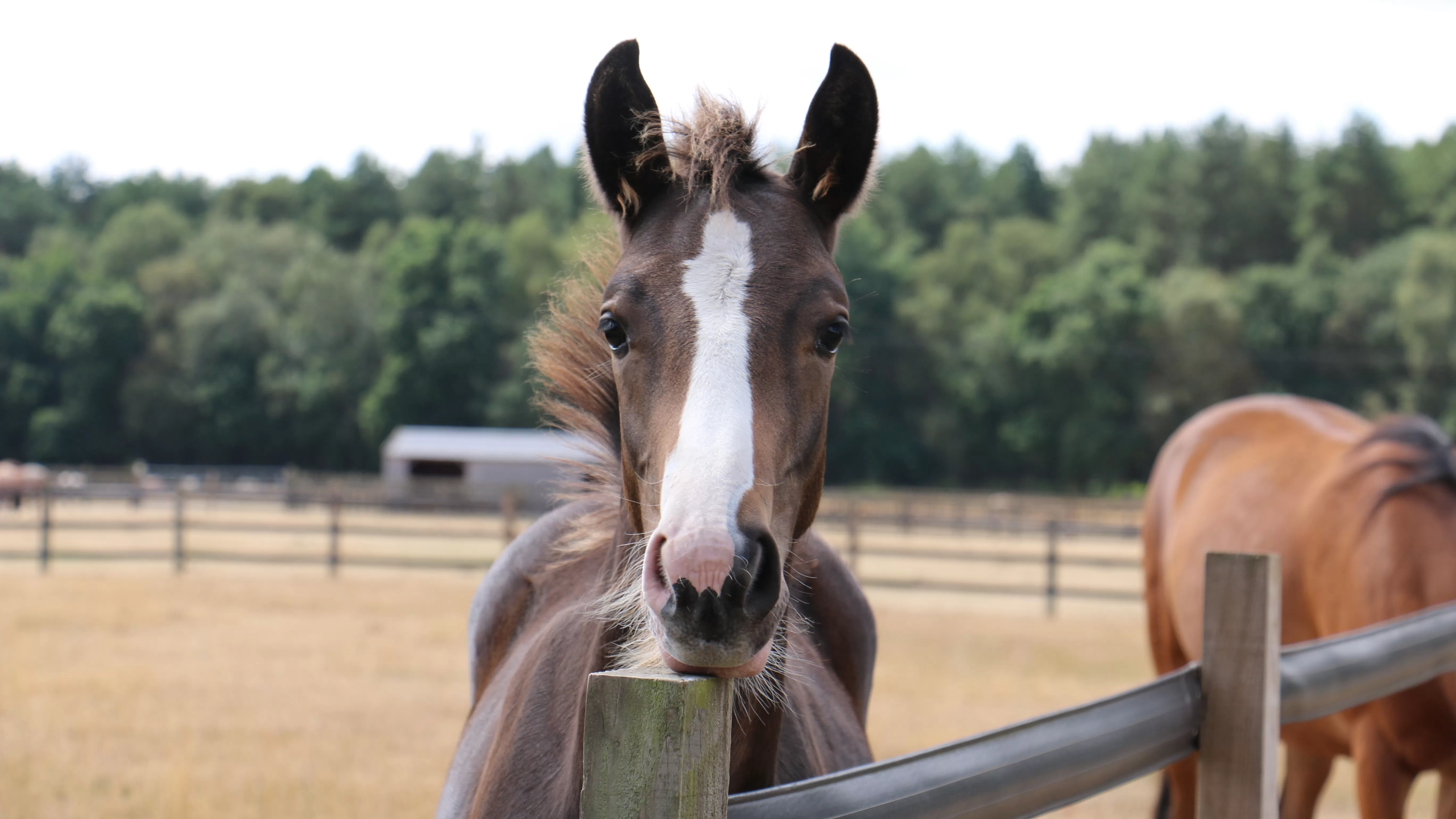 Close up of horse with chin resting on fence post