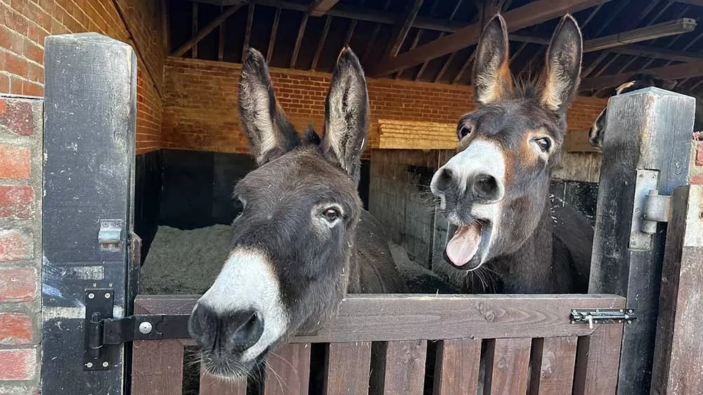 Noddy and Yogi