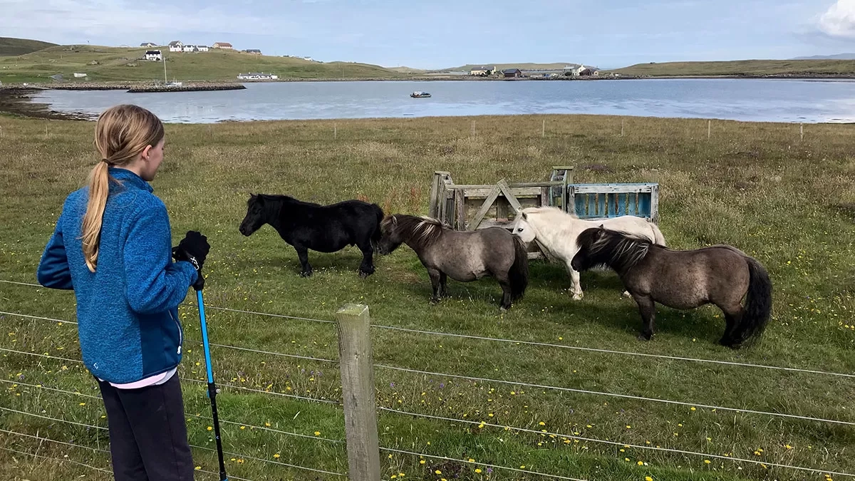 Izzy walking the Shetland Islands