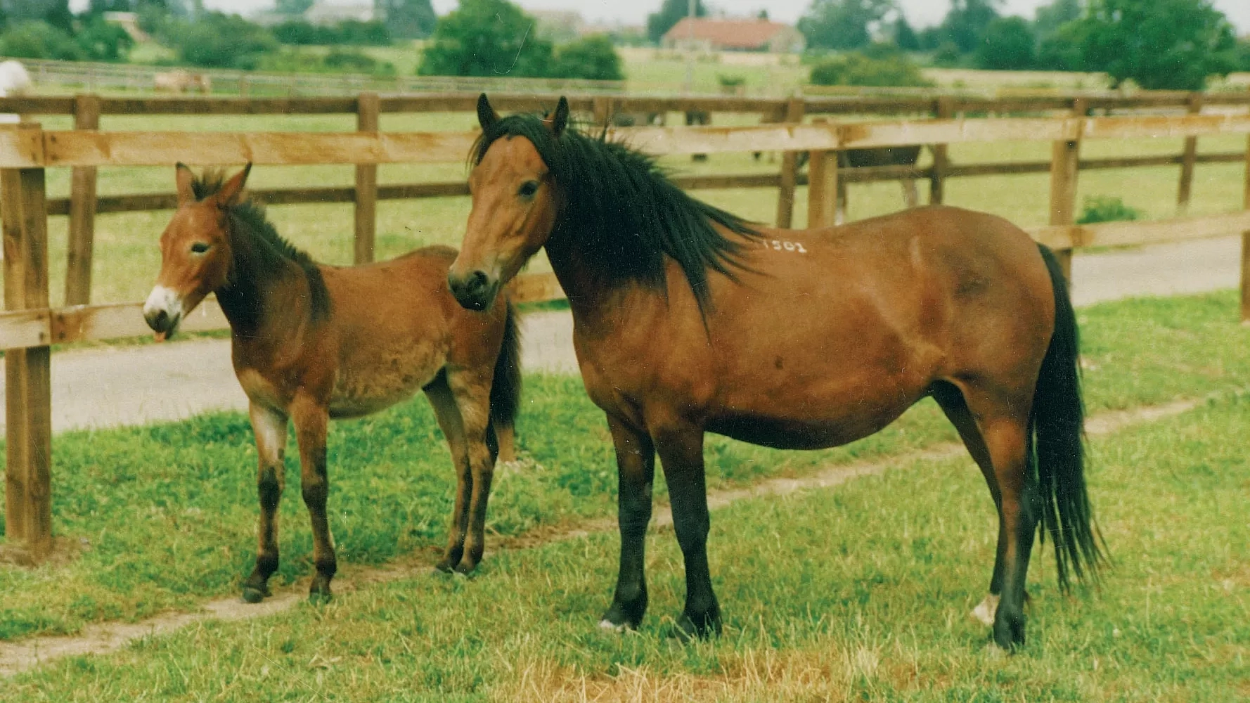 Muffin as a baby with mum