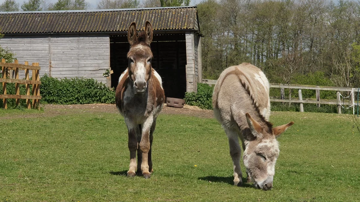 Timothy and Cain enjoying the sunshine