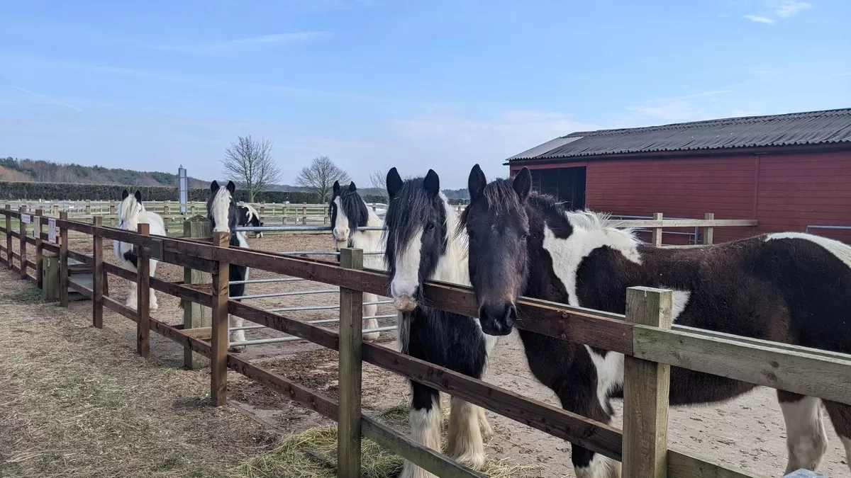 Caldecott visitor centre horse group picture