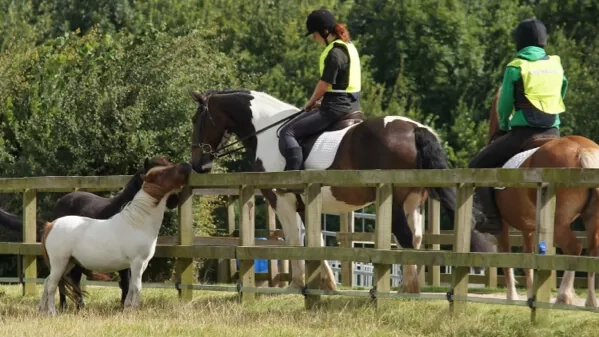 Horses transmitting strangles disease