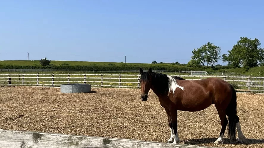 Horse in a paddock - Oxhill