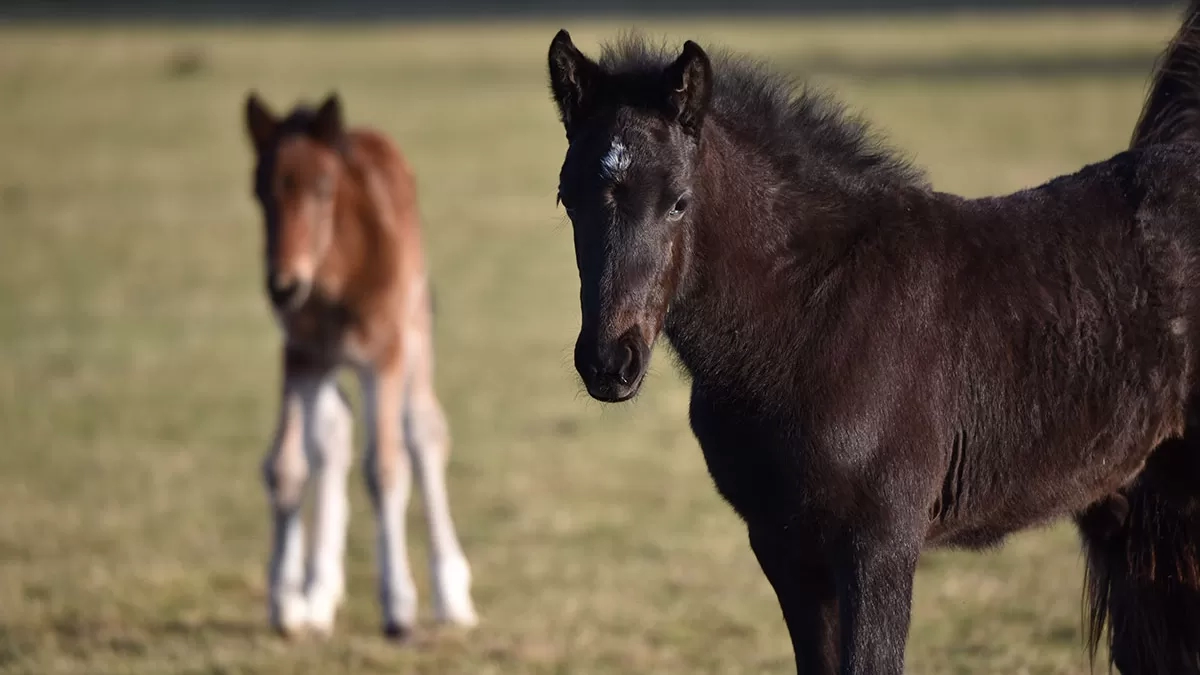 Young foal with mother - We can cater for all ages with our talks and tours! 