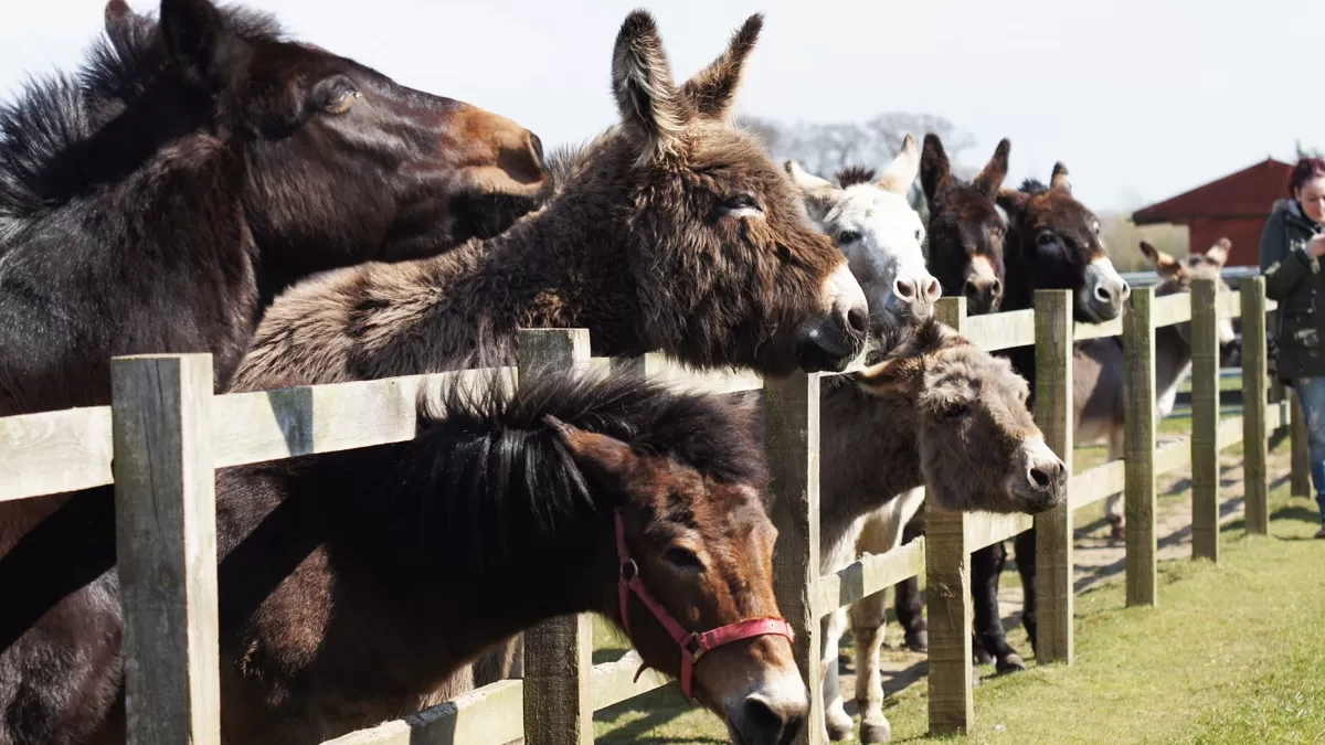 Donkeys at the fence