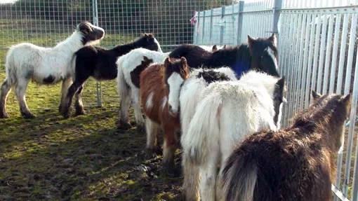 Fly grazing Cardiff rescue in 1980s