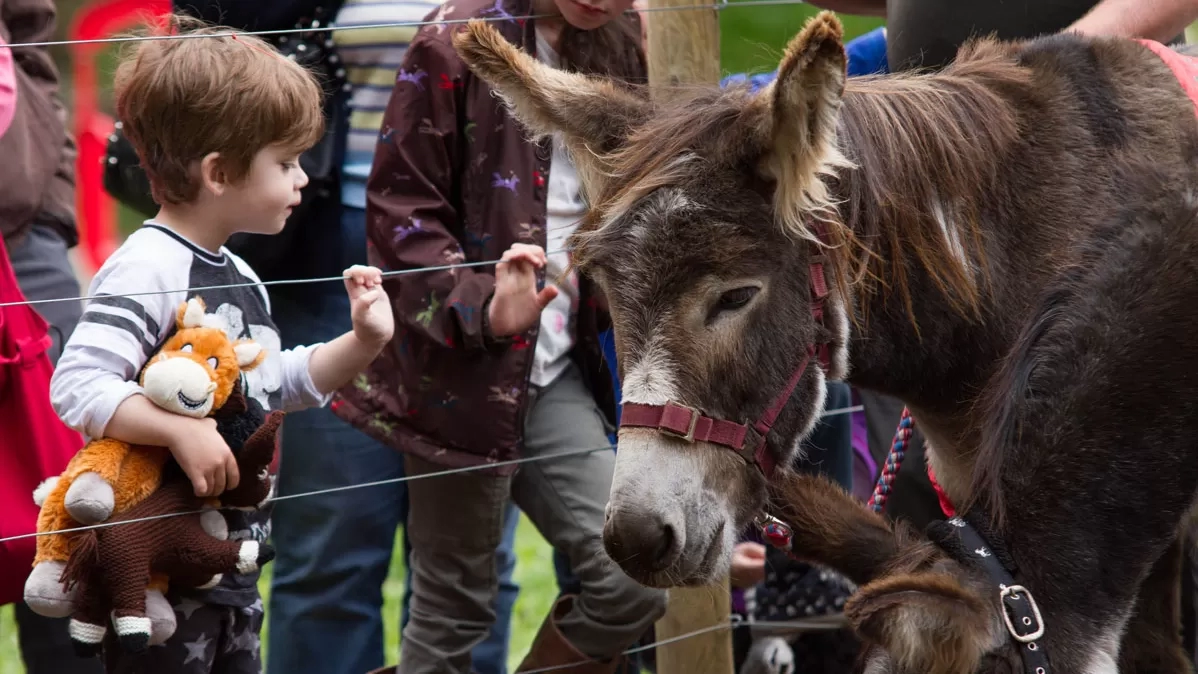 A young Redwings visitor meet rescued donkeys
