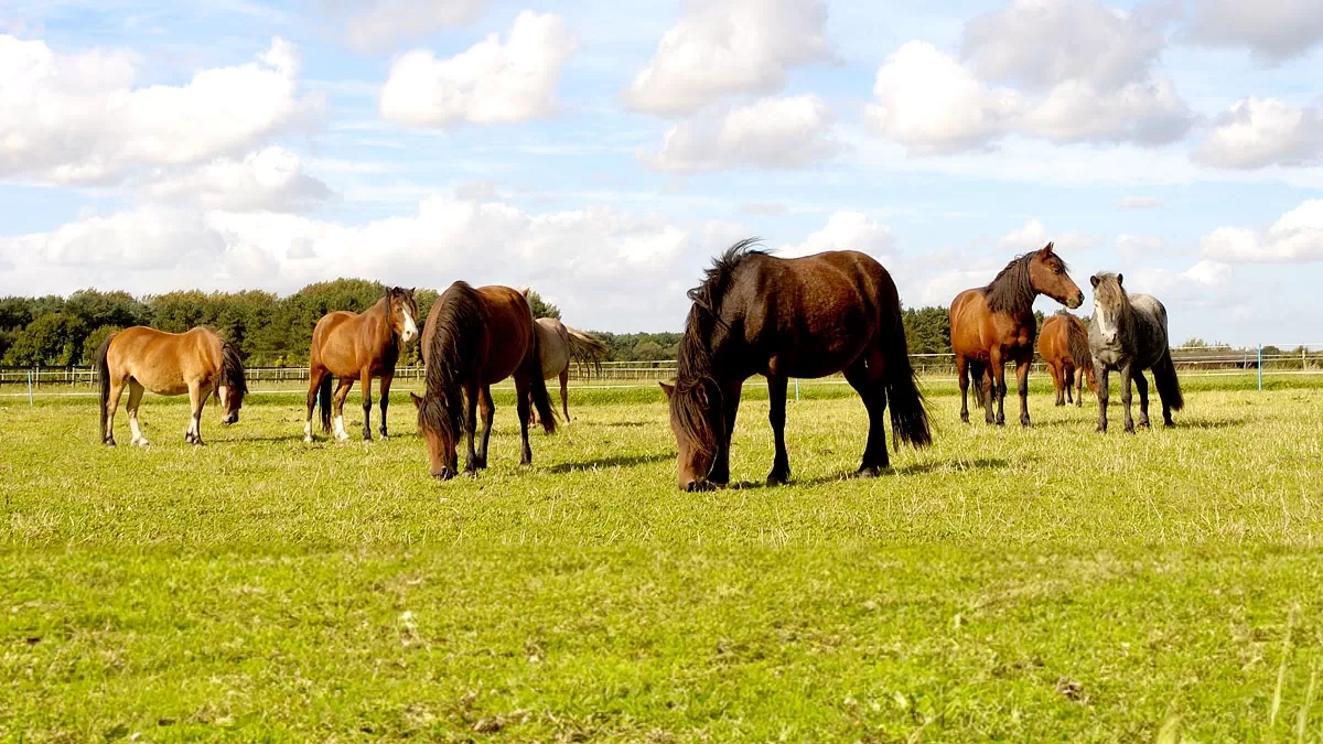 Pony's in the paddock enjoying the sunshine