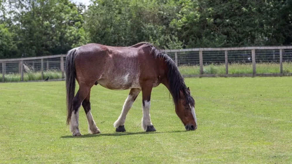 Amadeus grazing in his paddock at Redwings Ada Cole.