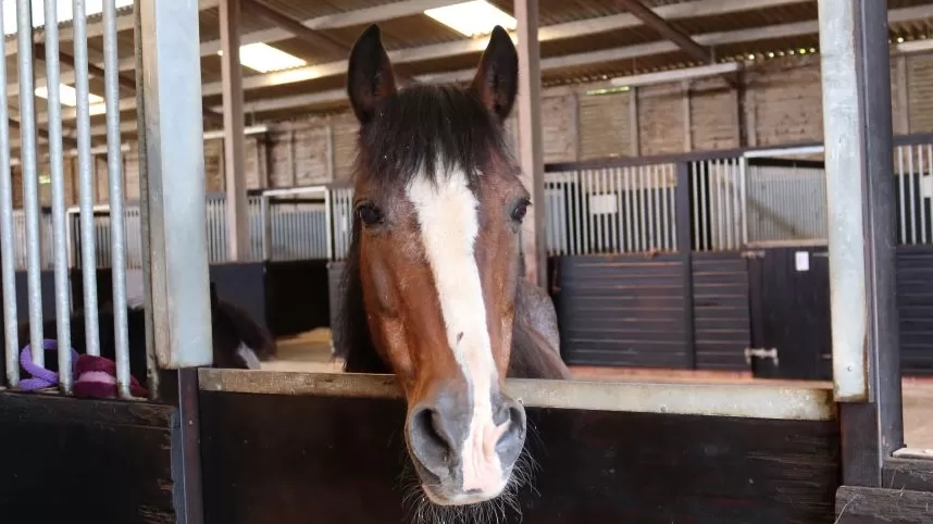 Amadeus in a stable