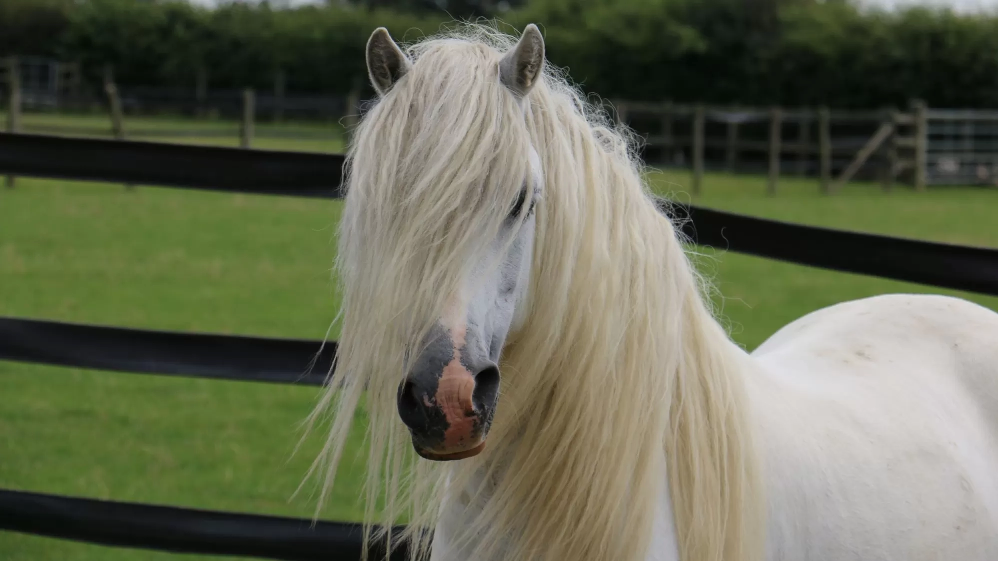 Rescued pony Champ