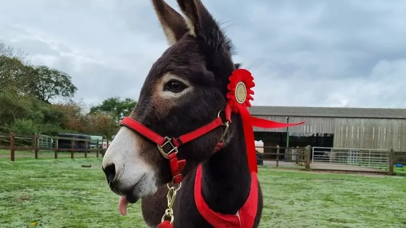 Esther the donkey at her birthday party