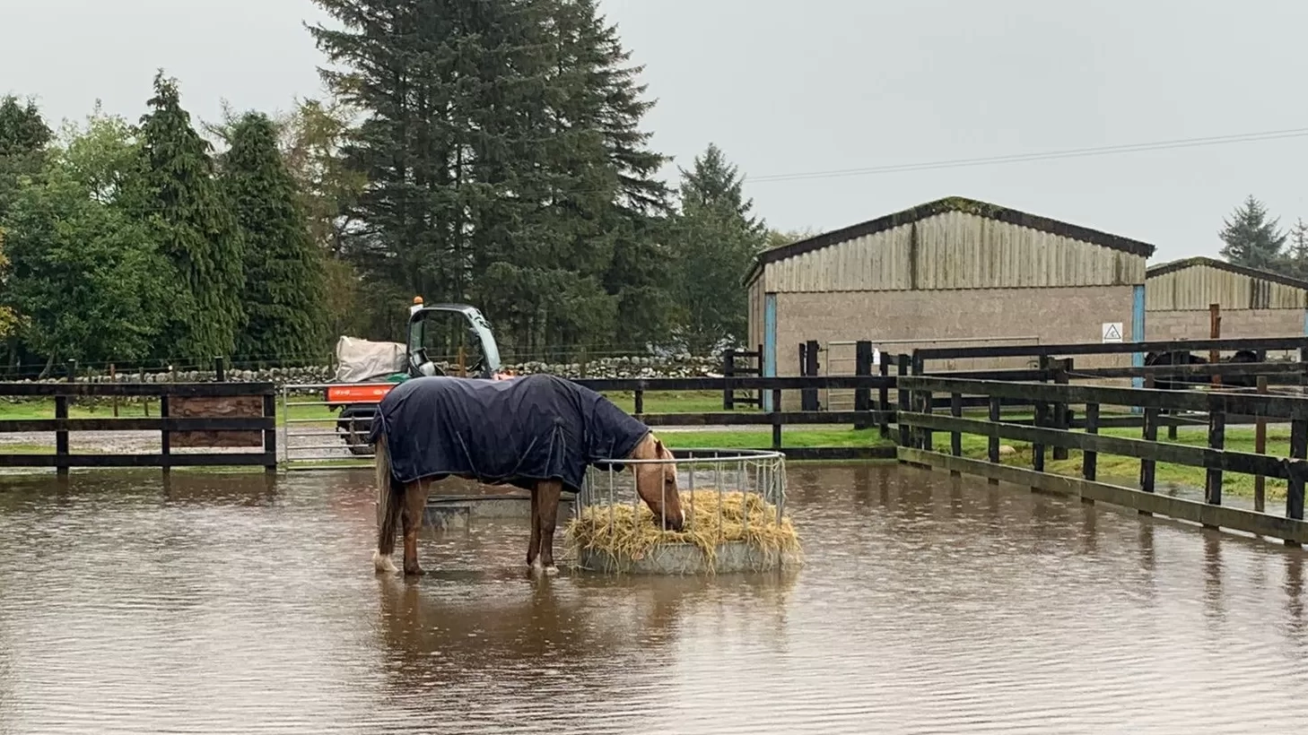 A horse stands in the flood waters at Redwings Mountains.