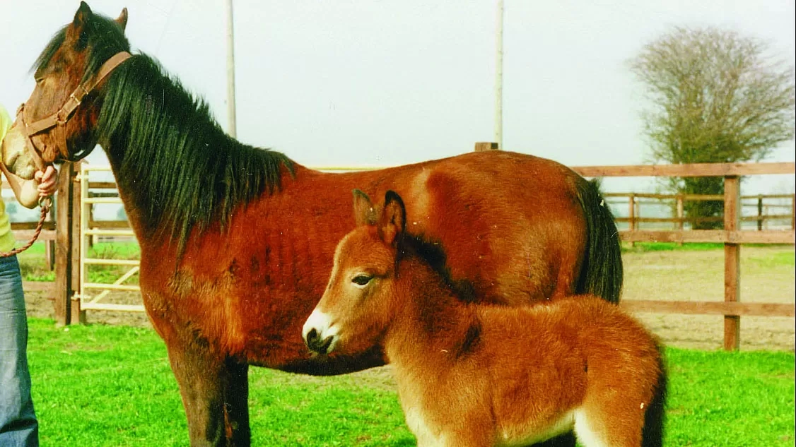 Muffin the mule as a foal in 1987 with his mum Doris.