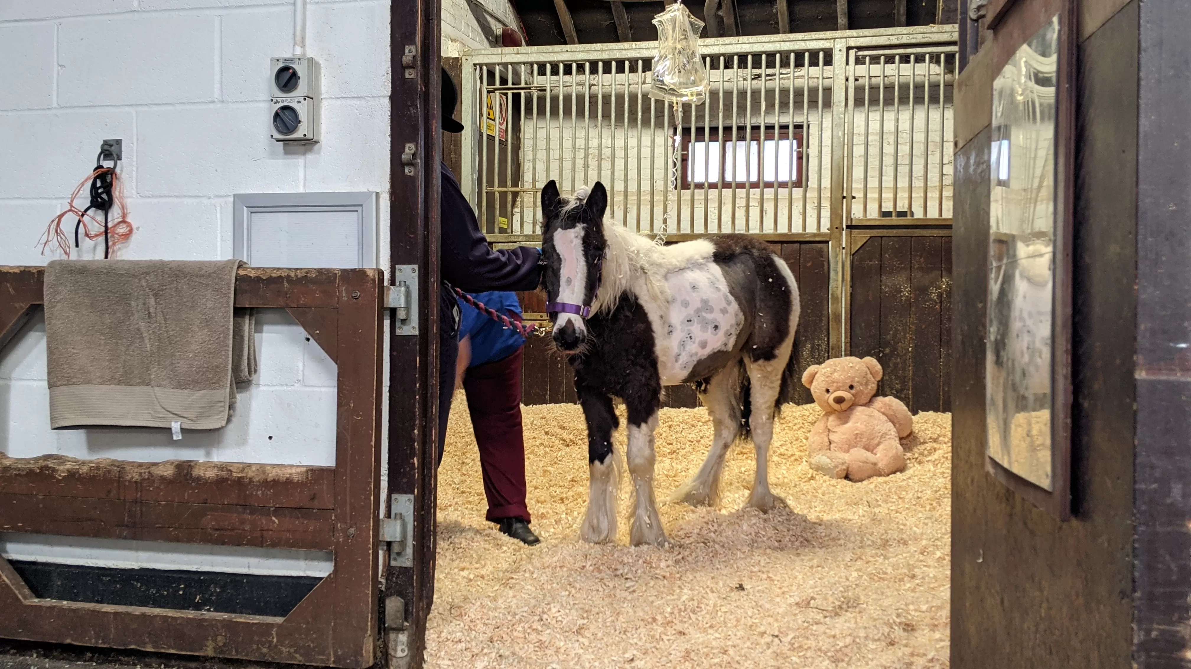 Adoption Star Pickle receiving care in the Redwings Horse Hospital