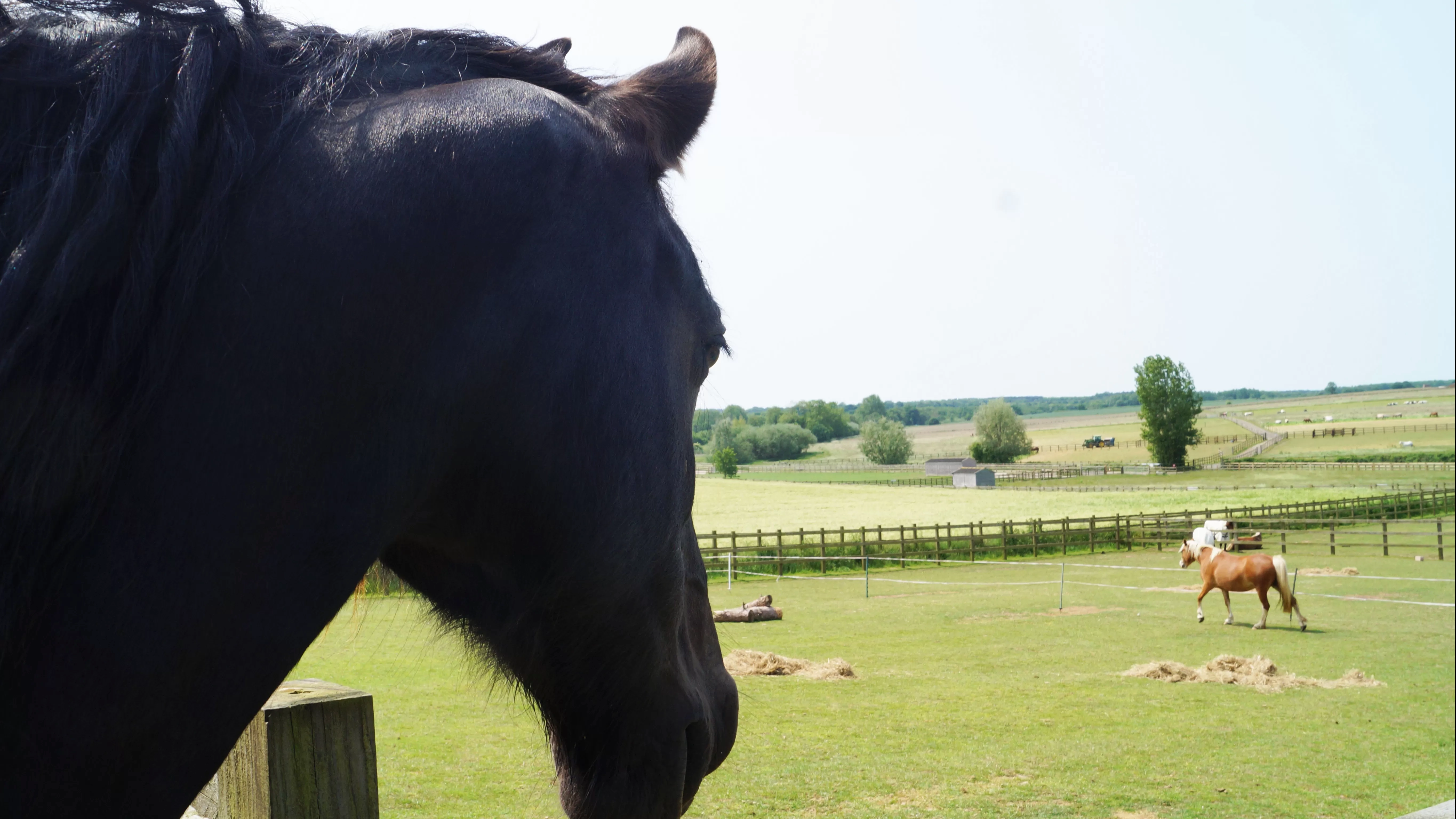 A horse looks over the paddocks at Redwings Aylsham.
