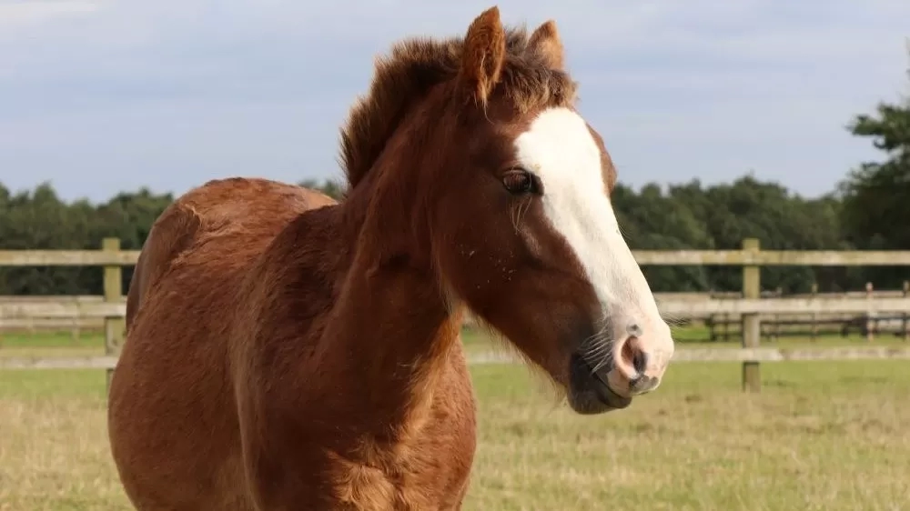 Mason today, enjoying life in his paddock at Redwings.