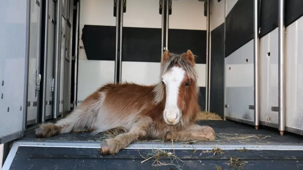 Mason was too weak to stand upon arrival at the Sanctuary.