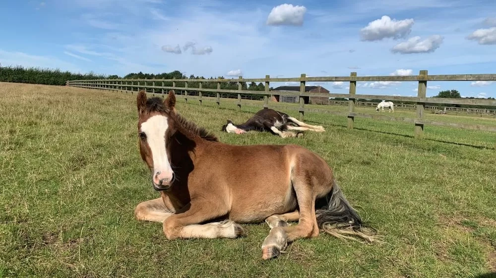 Mason recovering in a paddock at Redwings.