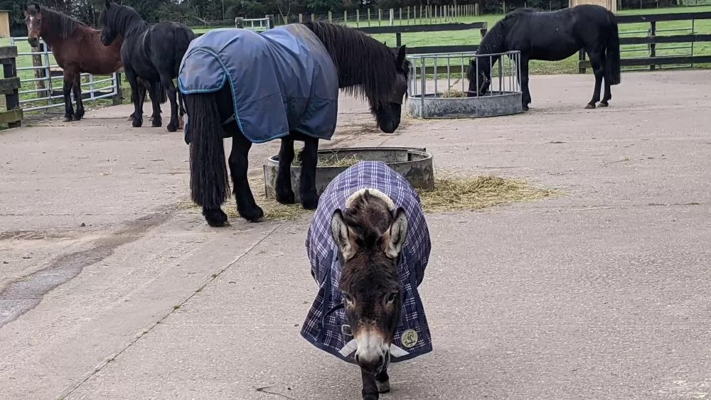Neddy the donkey lives with ponies at Redwings Mountains.