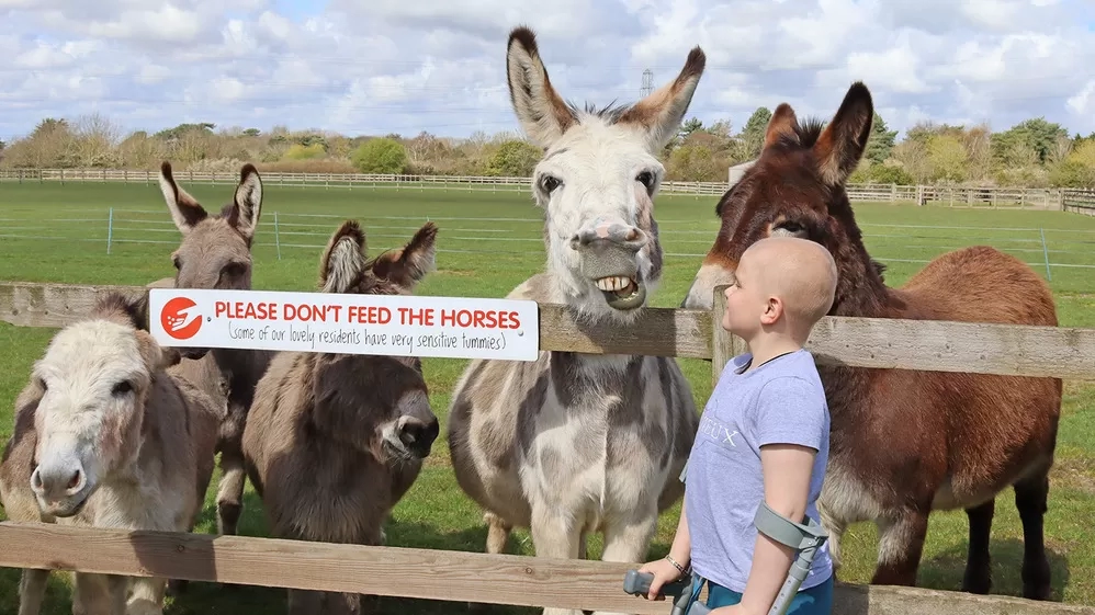Young fundraiser Dylan meets our donkeys!