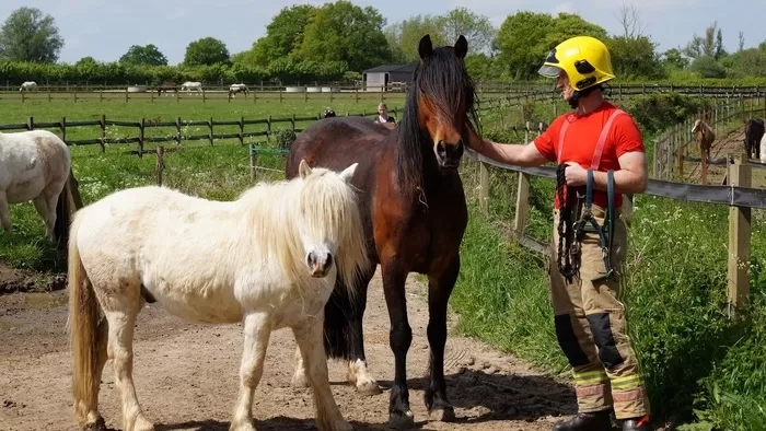 A fire fighter stands with two Redwings ponies