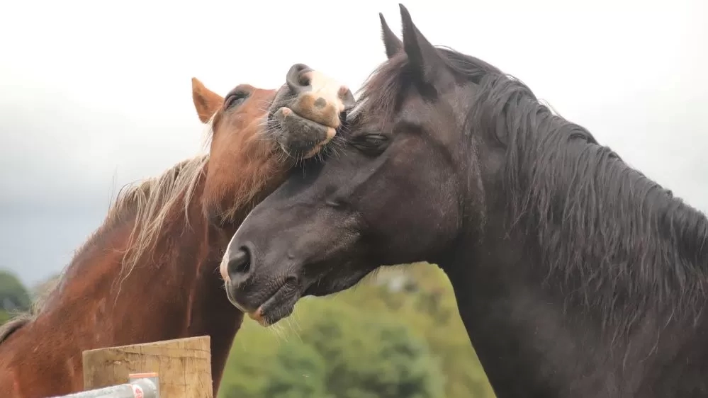 Two horses greet each other warmly over the fence.