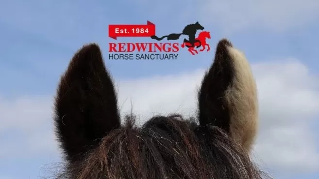 An image of a pony's ears with the Redwings 40 year logo