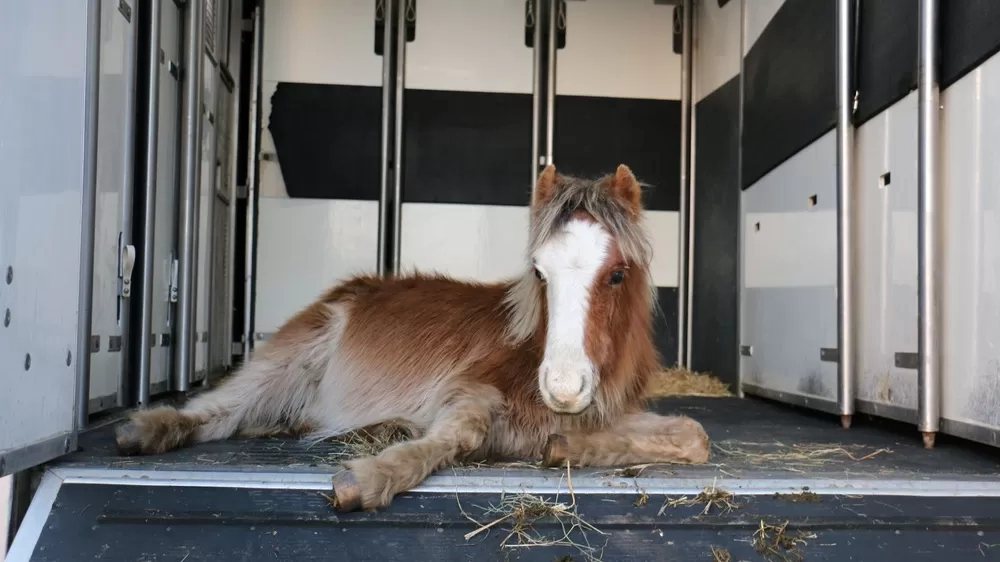 A pony lying down on the back of a horsebox