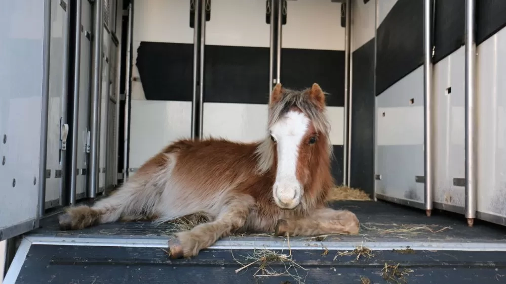 Mason when he arrived at Redwings pictured in the back of the horse ambulance.