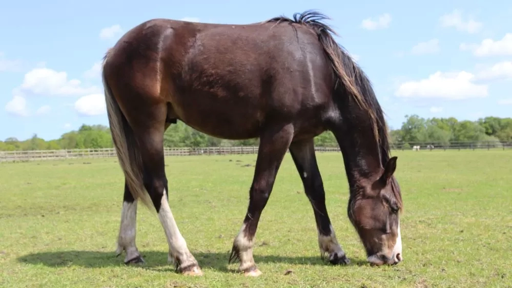 Young horse Monarch grazes in his paddock.