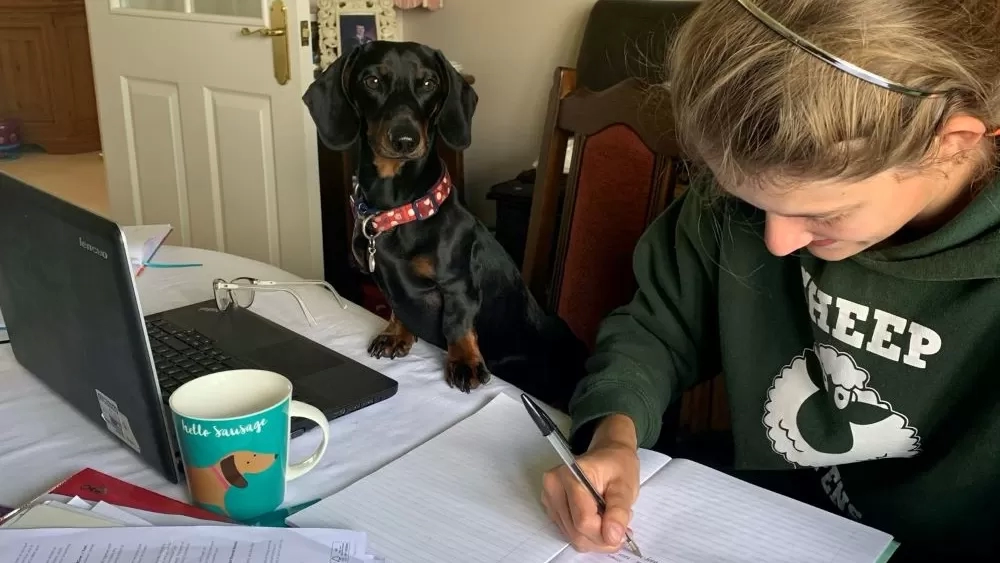 A small dog watches on as their owner works at a desk.