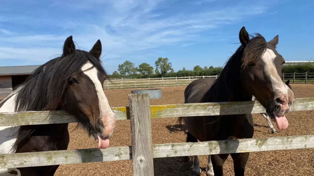 Adoption Star pony Rumpel (left) and Snuffles (right) poke their head over their paddock fence and stick out their tongues.
